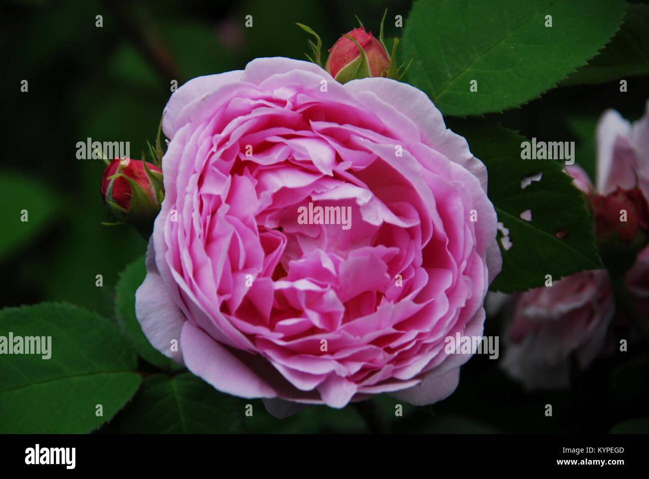 Delicato rosa peonia raccolte nel proprio giardino Foto Stock