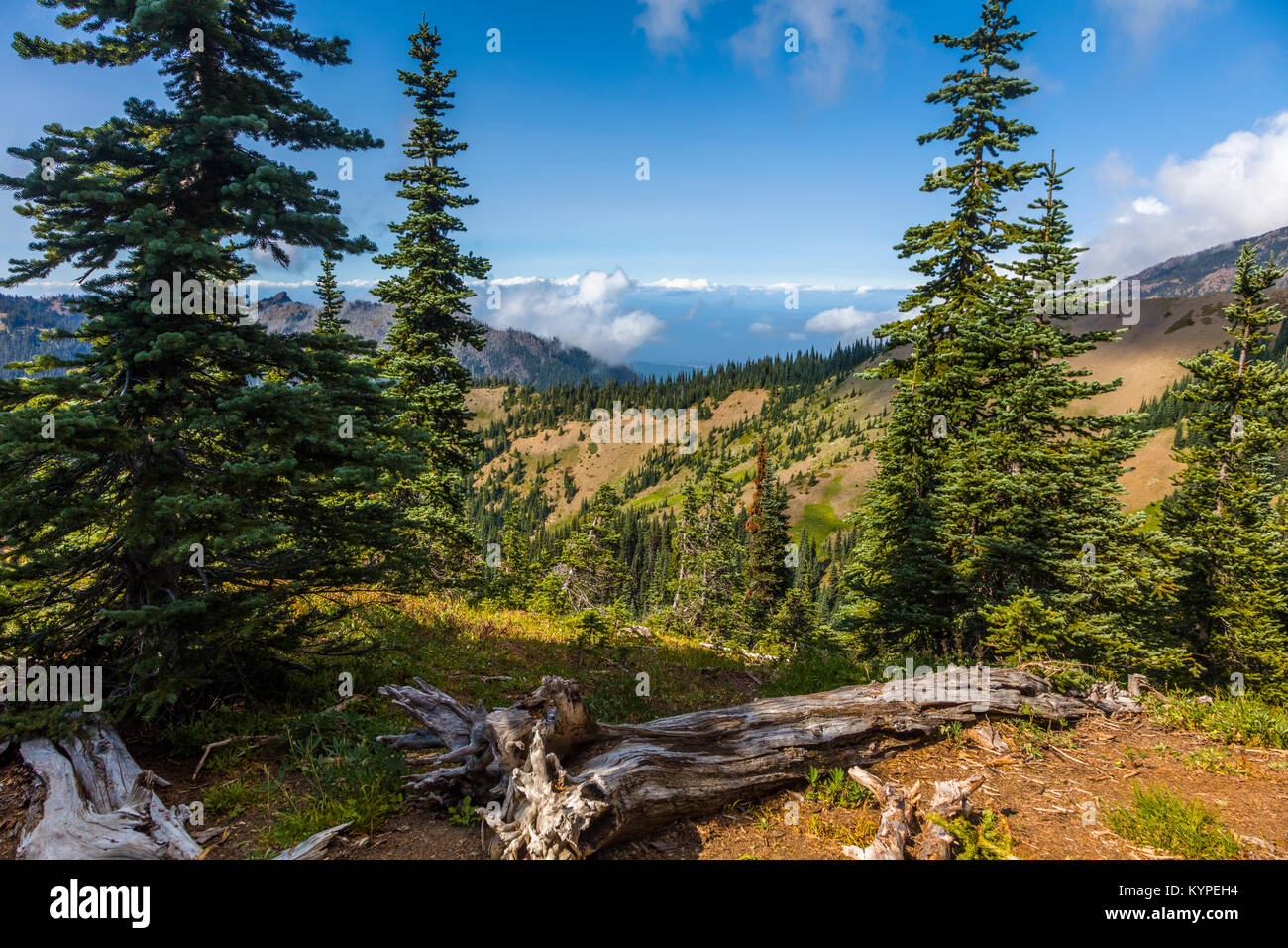Vista da Hurricane Ridge nel Parco Nazionale di Olympic Washington Foto Stock