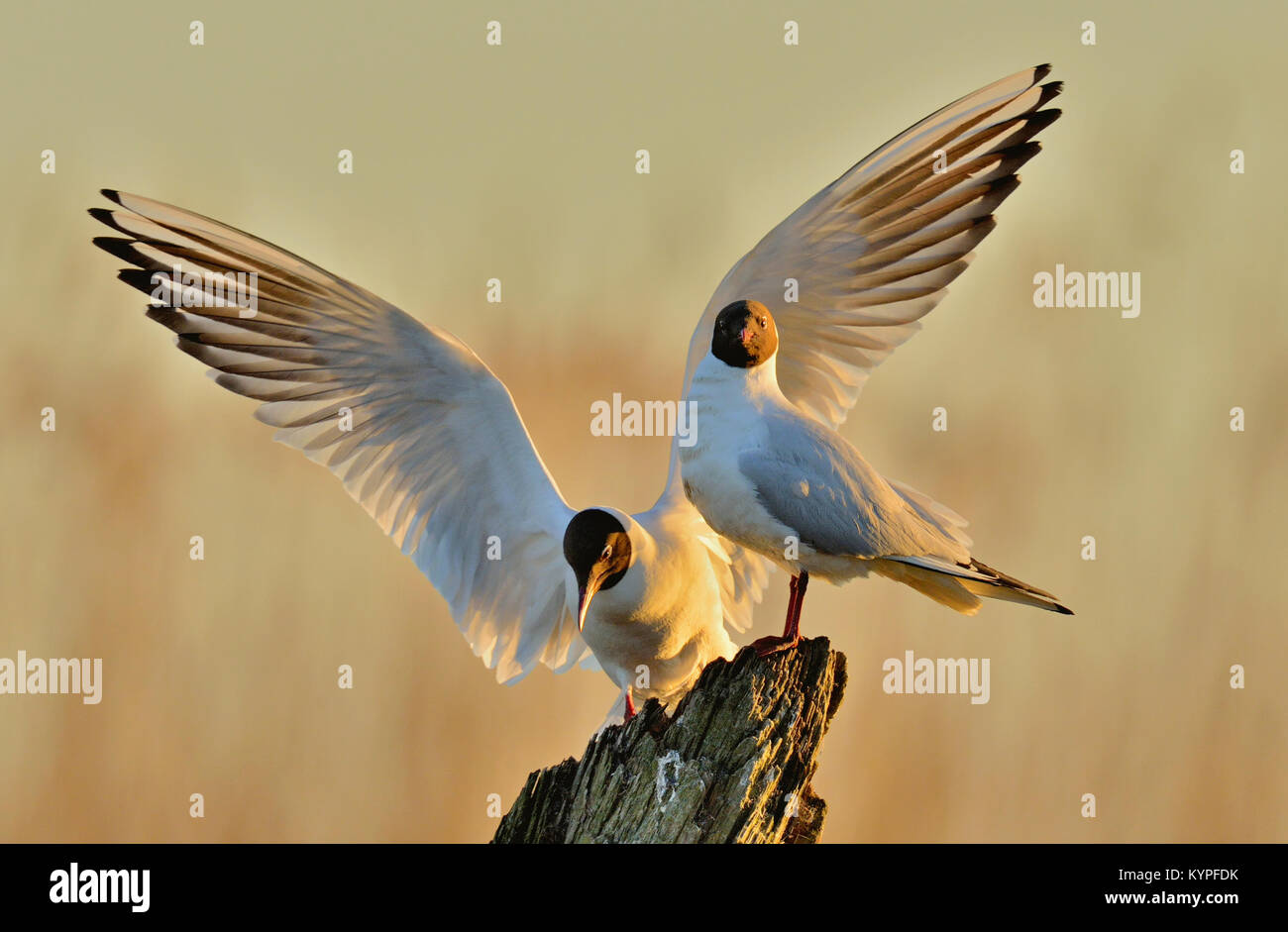 A testa nera (gabbiano Larus ridibundus) sul naturale sunrise sullo sfondo del cielo. Parte anteriore . Due gabbiani seduto su un vecchio albero nella luce di sunrise. Luce Sunise ba Foto Stock