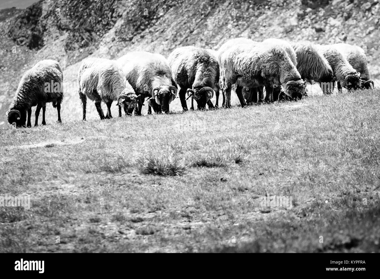 Un gregge di pecore al pascolo sul campo, foto in bianco e nero Foto Stock