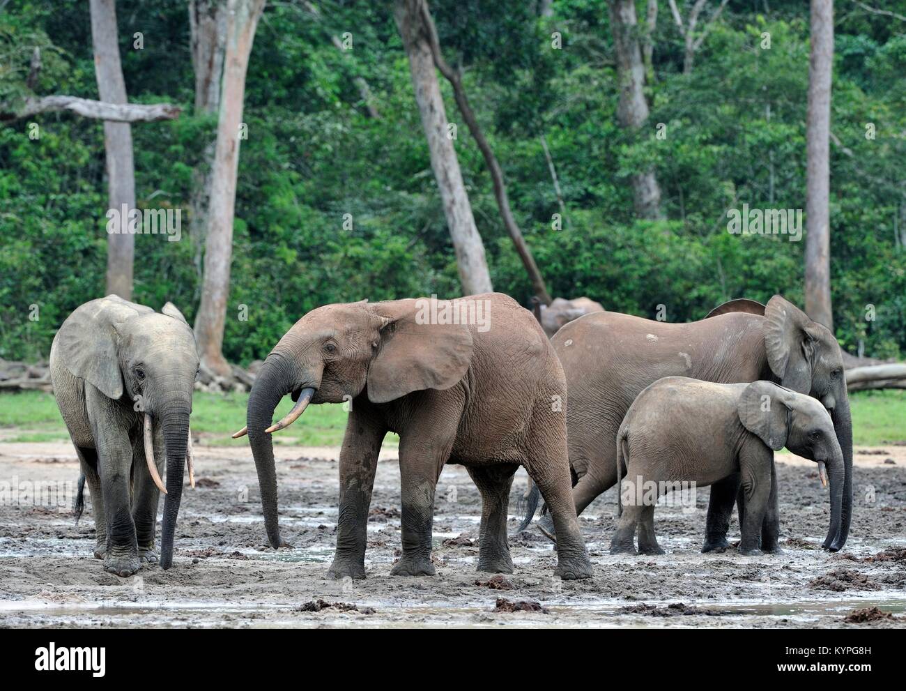 La foresta africana di elefante, Loxodonta africana cyclotis, (foresta abitazione elefante) del bacino del Congo. Alla soluzione salina Dzanga (una radura) Centrale Foto Stock