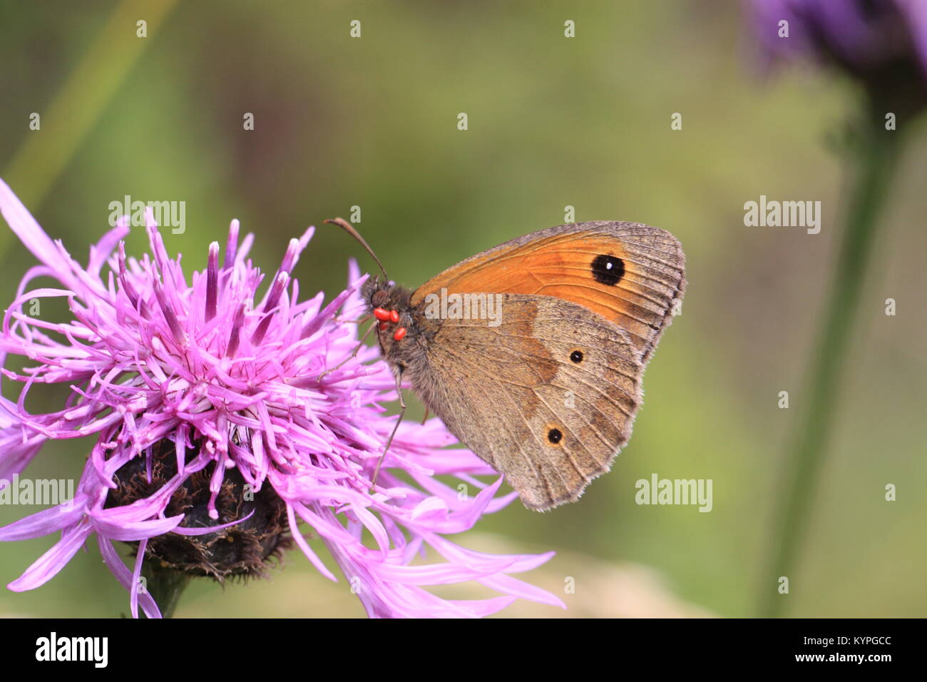 Prato farfalla marrone con parassiti Maniola jurtina nella campagna inglese Foto Stock