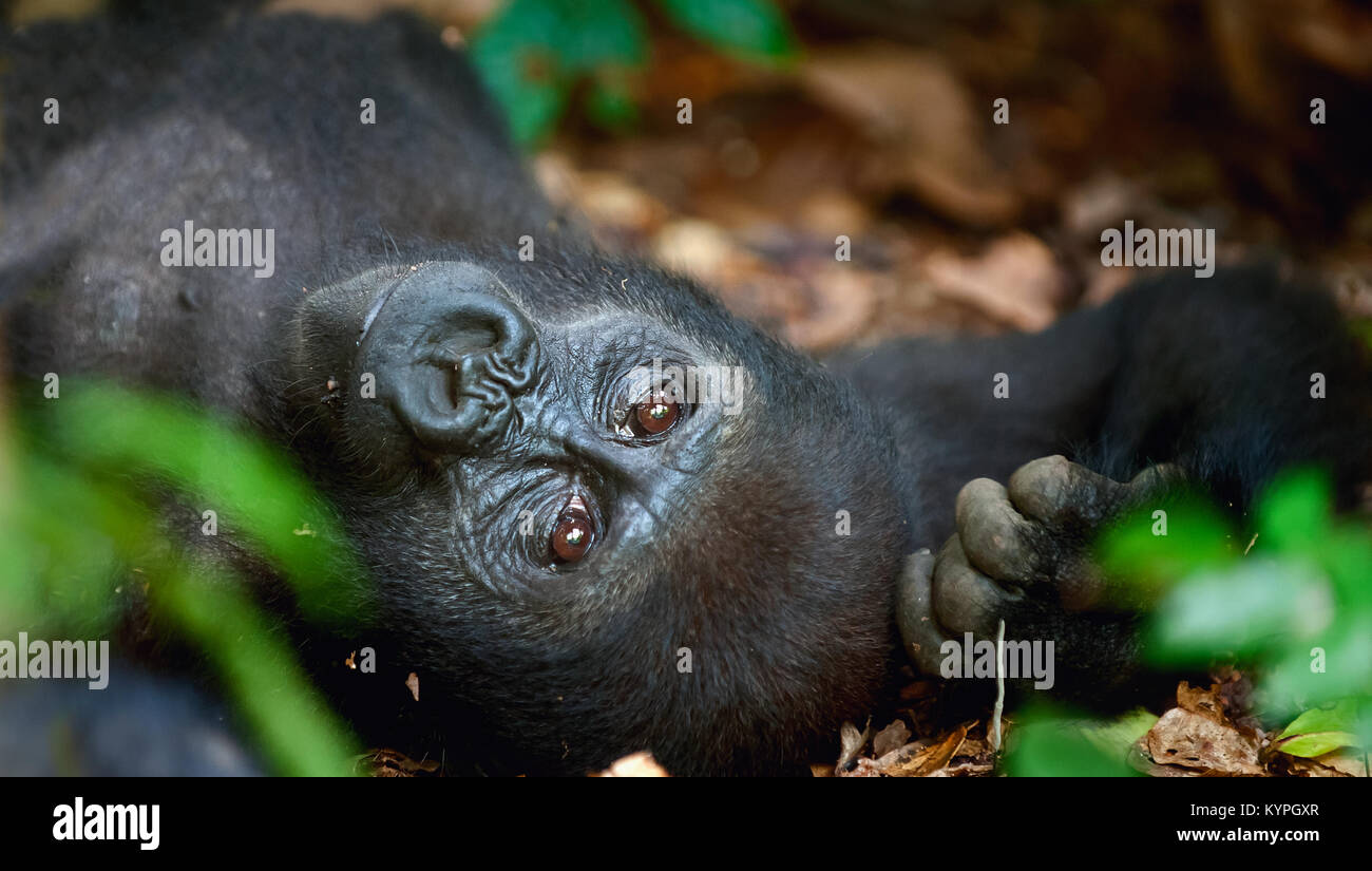 Ritratto di una pianura occidentale (gorilla Gorilla gorilla gorilla) chiudere fino a breve distanza. femmina adulta di un gorilla in un habitat naturale. Jungle o Foto Stock