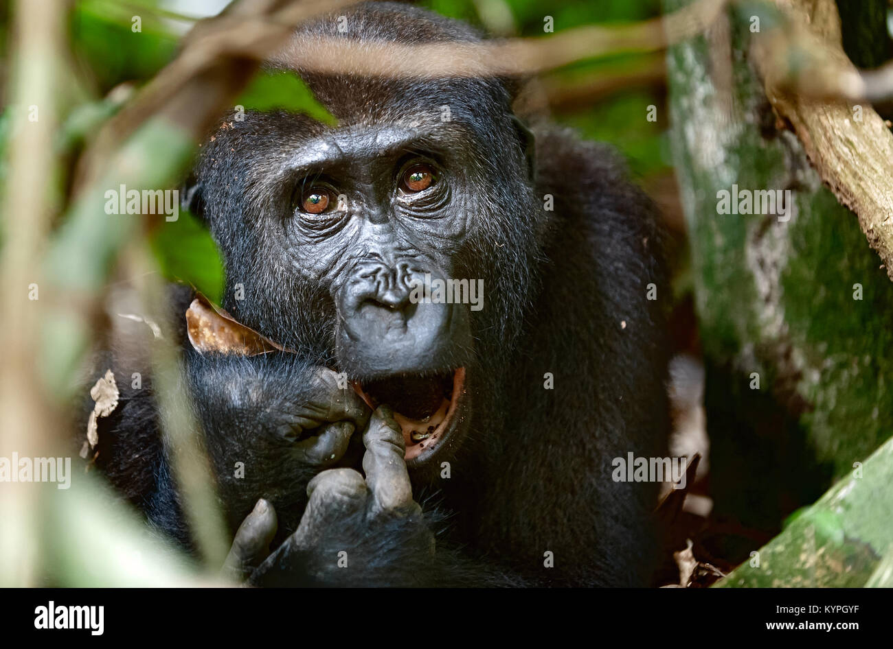 Ritratto di una pianura occidentale (gorilla Gorilla gorilla gorilla) chiudere fino a breve distanza. femmina adulta di un gorilla in un habitat naturale. Jungle o Foto Stock