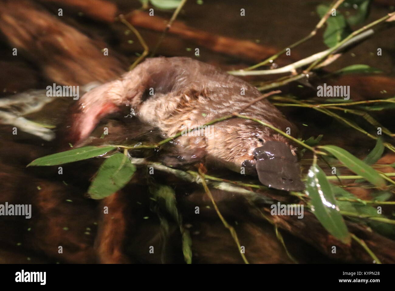 Nuoto Platypus Foto Stock