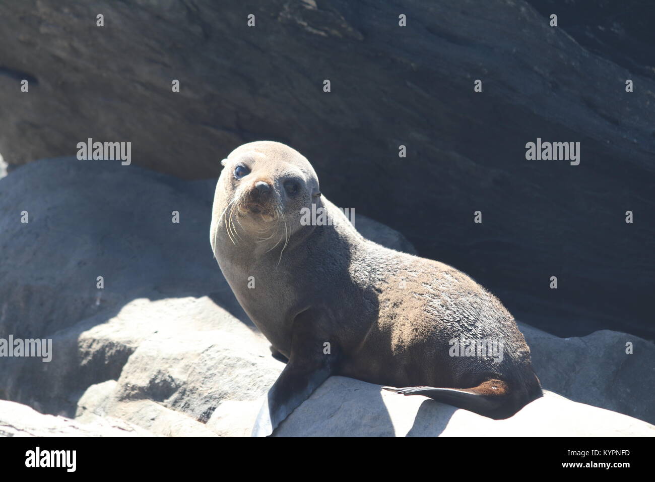 Becchi lunghi foche su Kangaroo Island Foto Stock