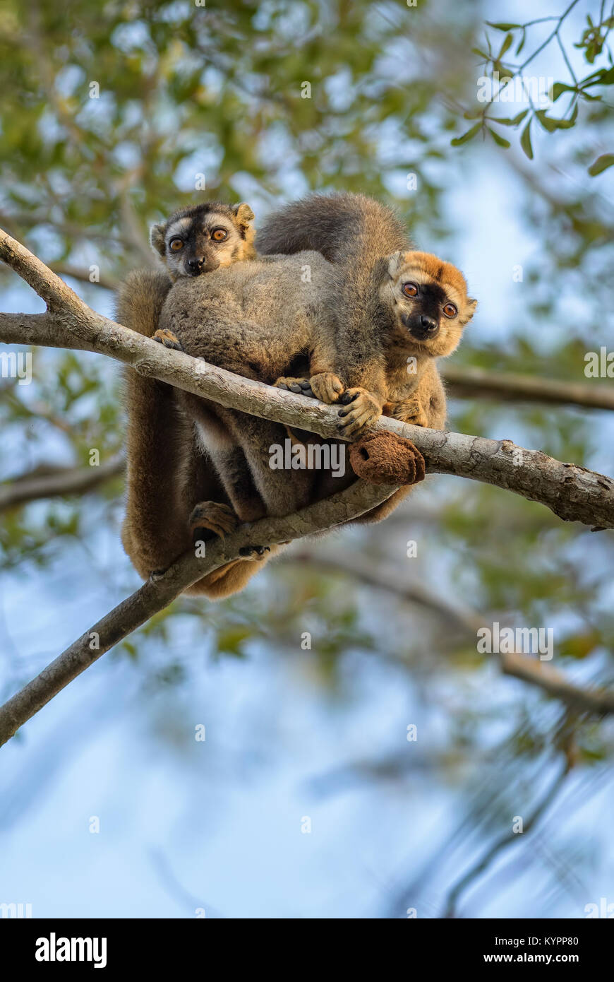 Rosso fiammante Lemur - Il Eulemur rufifrons, foresta Kirindi, Madagascar Foto Stock