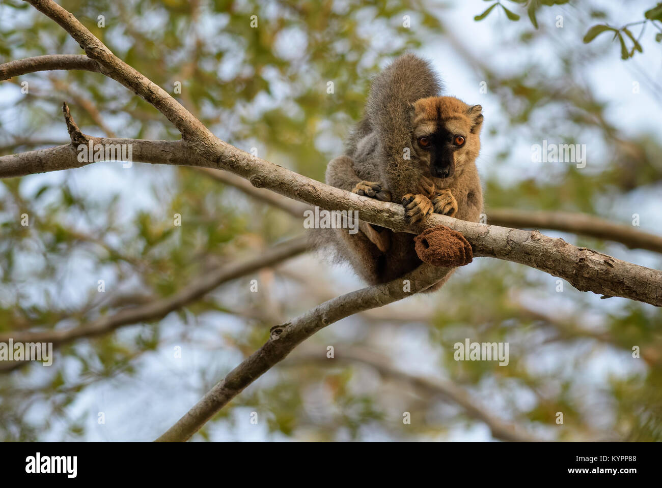 Rosso fiammante Lemur - Il Eulemur rufifrons, foresta Kirindi, Madagascar Foto Stock