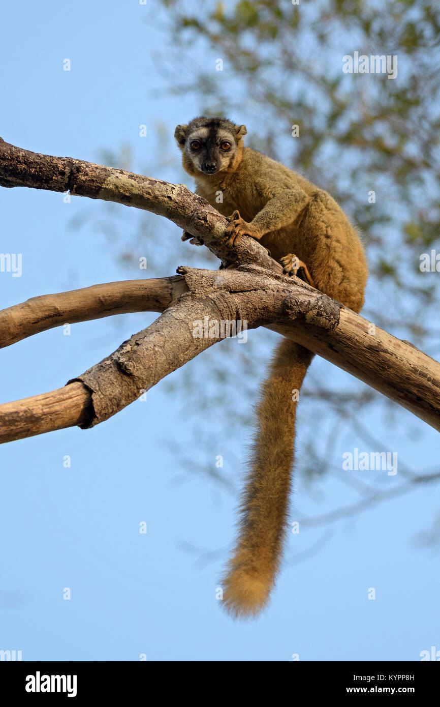 Rosso fiammante Lemur - Il Eulemur rufifrons, foresta Kirindi, Madagascar Foto Stock