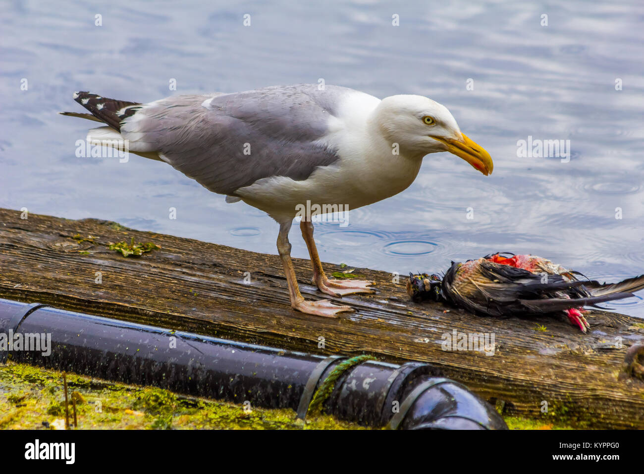 Seagull eating bird, carnivoro. Foto Stock