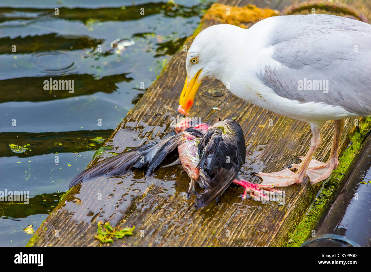 Seagull eating bird, carnivoro. Foto Stock