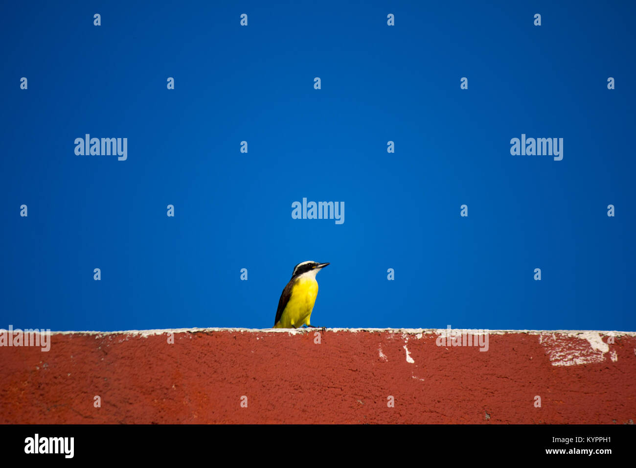 Uccello Giallo Foto Stock