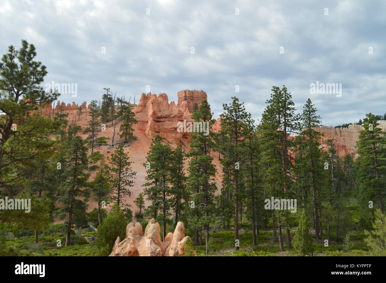 Frondosi boschi di pini e di abeti in Bryce Canyon formazioni di Hodes. La geologia. Travel.la natura. Giugno 25, 2017. Bryce Canyon. Utah. In Arizona. Stati Uniti EEUU. Foto Stock