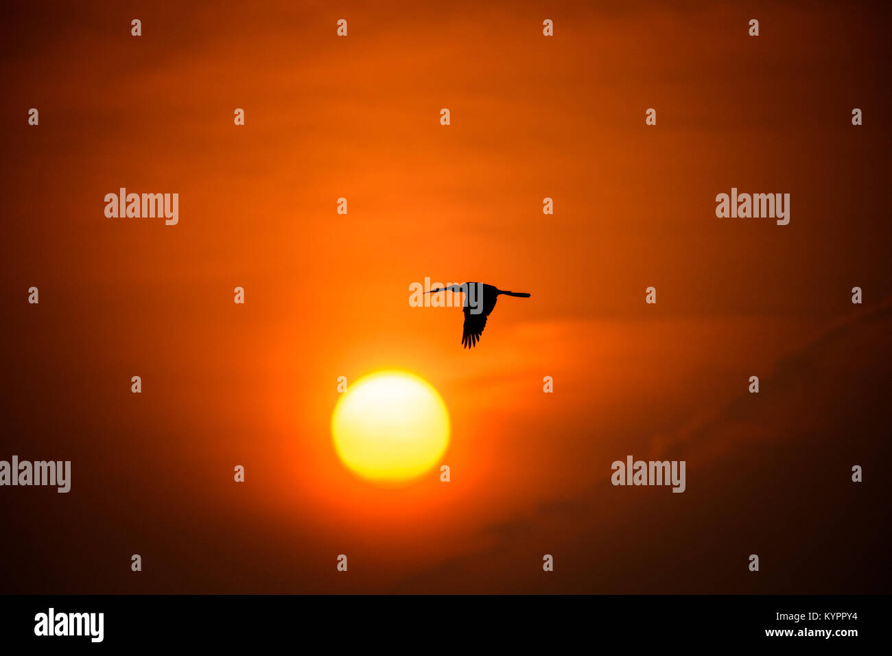 Oriental darter volando verso il tramonto a Punchakkari, Thiruvananthapuram, Kerala Foto Stock