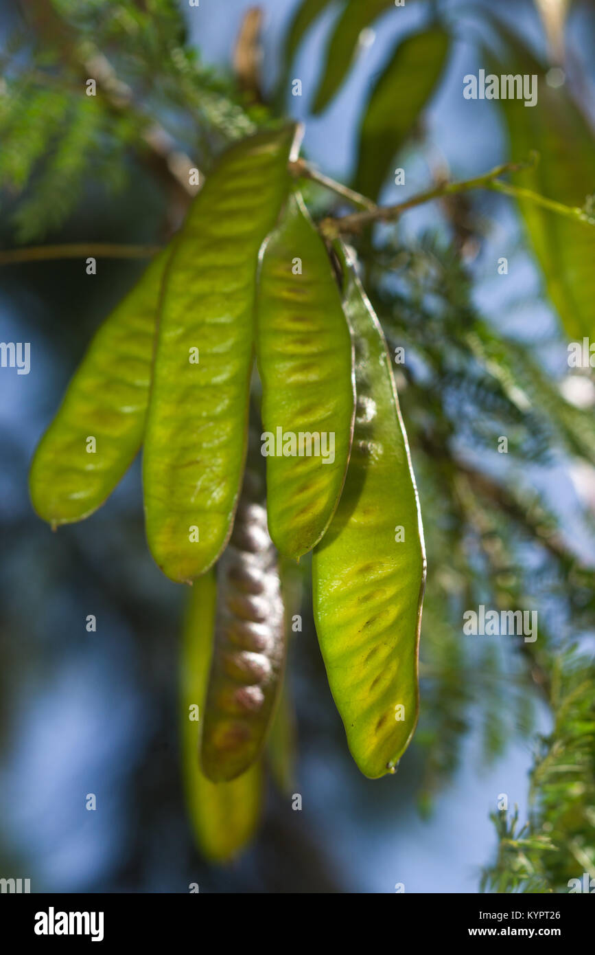 Capsule di seme di Acacia o Vachellia tree, Kenya, Africa orientale Foto Stock