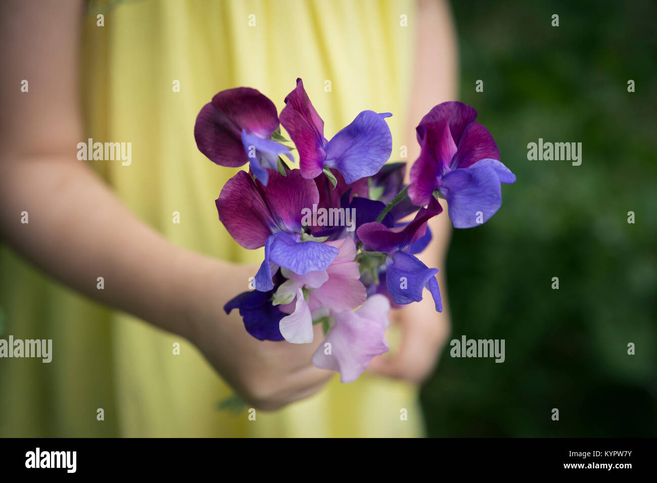 Bambino azienda mazzetto di pisello dolce fiori Foto Stock