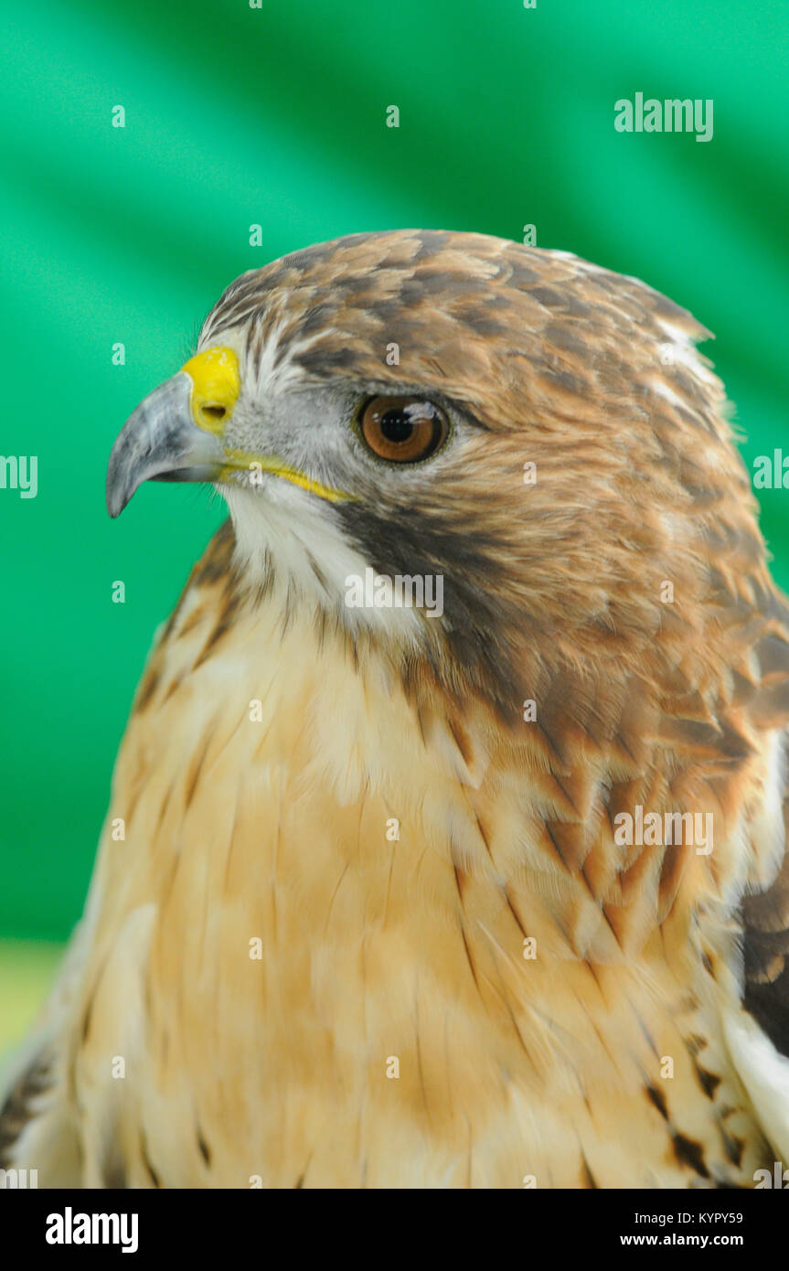 Luce di coda rossa hawk (Buteo Jamaicensis) isolate su uno sfondo verde headshot. Foto Stock