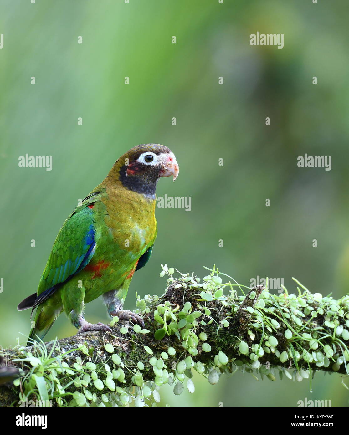 Marrone-incappucciati parrot (Pyrilia haematotis) in Costa Rica Foto Stock