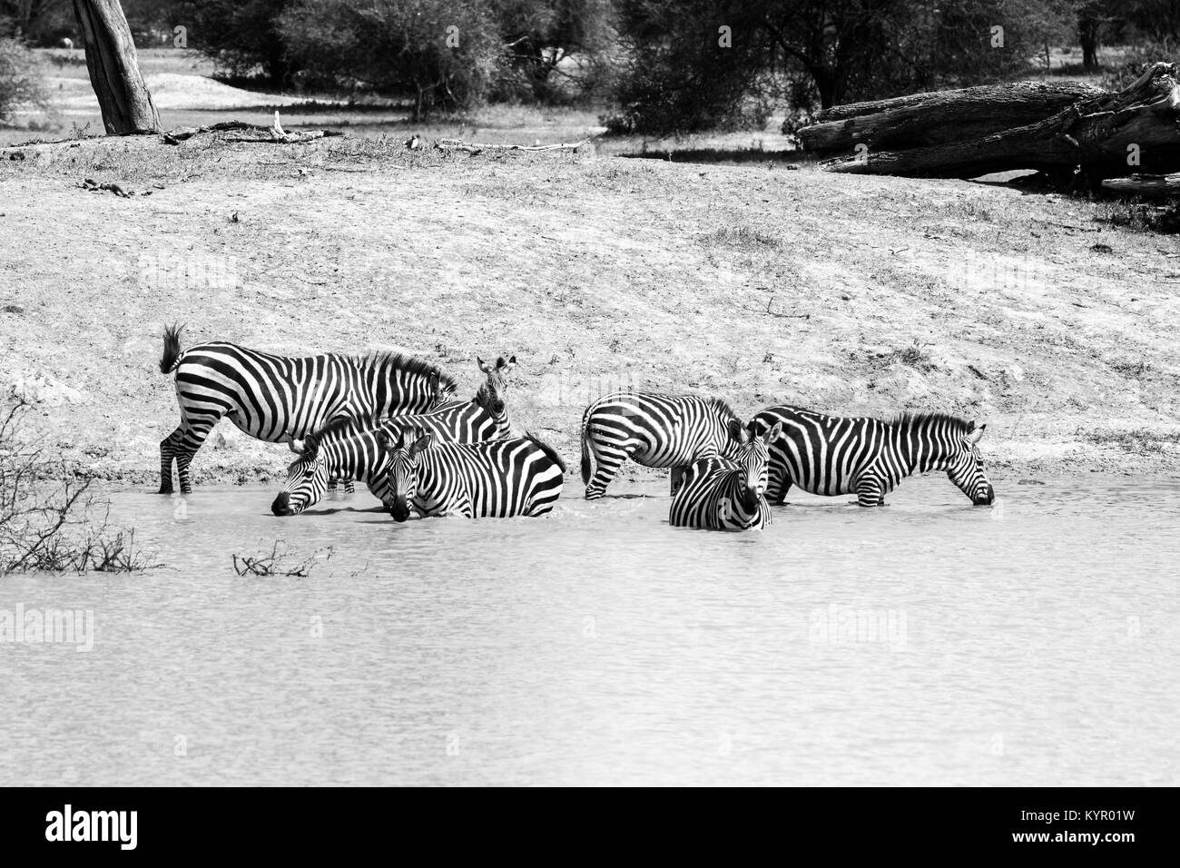 Zebra specie africana di equidi (cavallo famiglia) uniti dal loro carattere distintivo bianco e nero a strisce cappotti in diversi modelli, univoco per ciascun individ Foto Stock