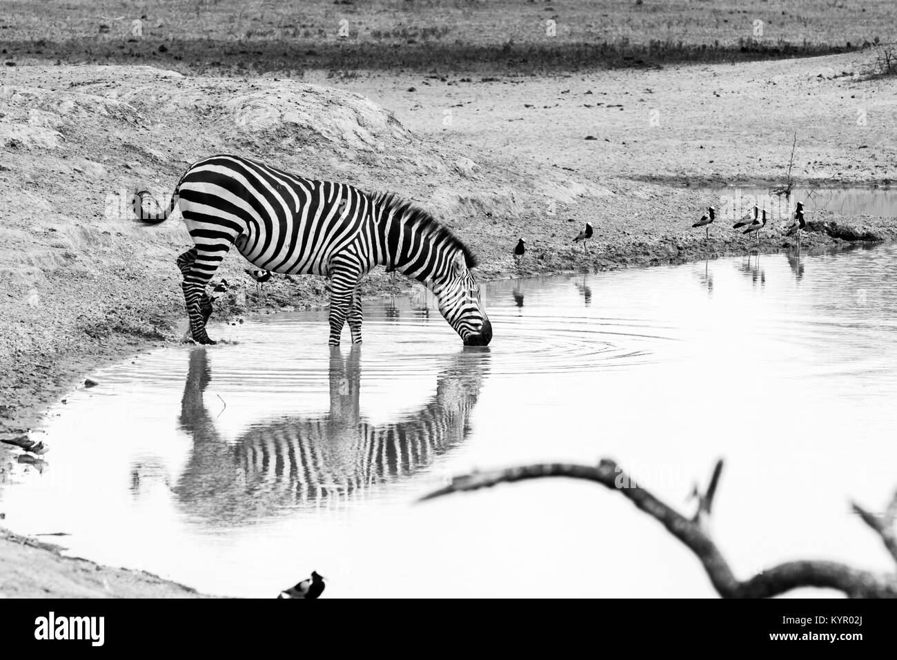 Zebra specie africana di equidi (cavallo famiglia) uniti dal loro carattere distintivo bianco e nero a strisce cappotti in diversi modelli, univoco per ciascun individ Foto Stock