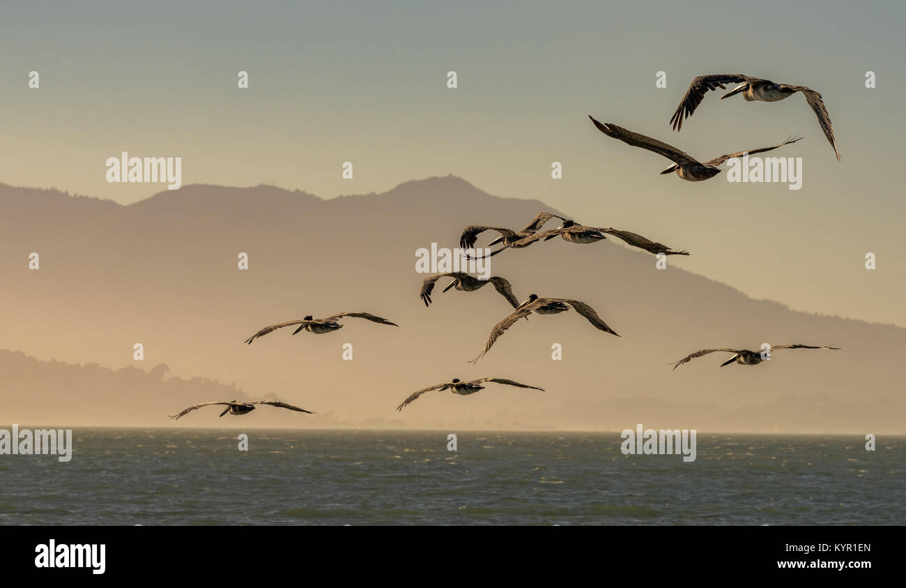 Un gregge di pellicani marroni volando sopra l'Oceano Pacifico nella Baia di San Francisco al tramonto. Foto Stock