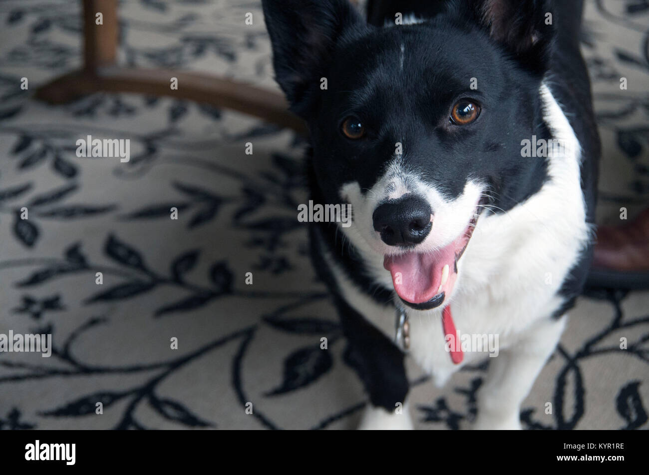 Maggie la corgi sorrisi per la fotocamera. Foto Stock