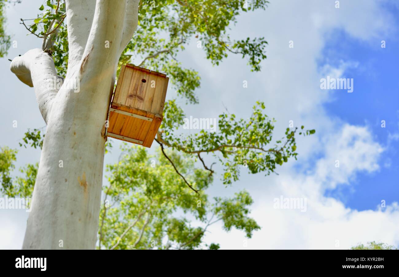 Scatole di nido e habitat selvatici attaccata alla gomma alberi a James Cook University di Townsville, Queensland, Australia Foto Stock