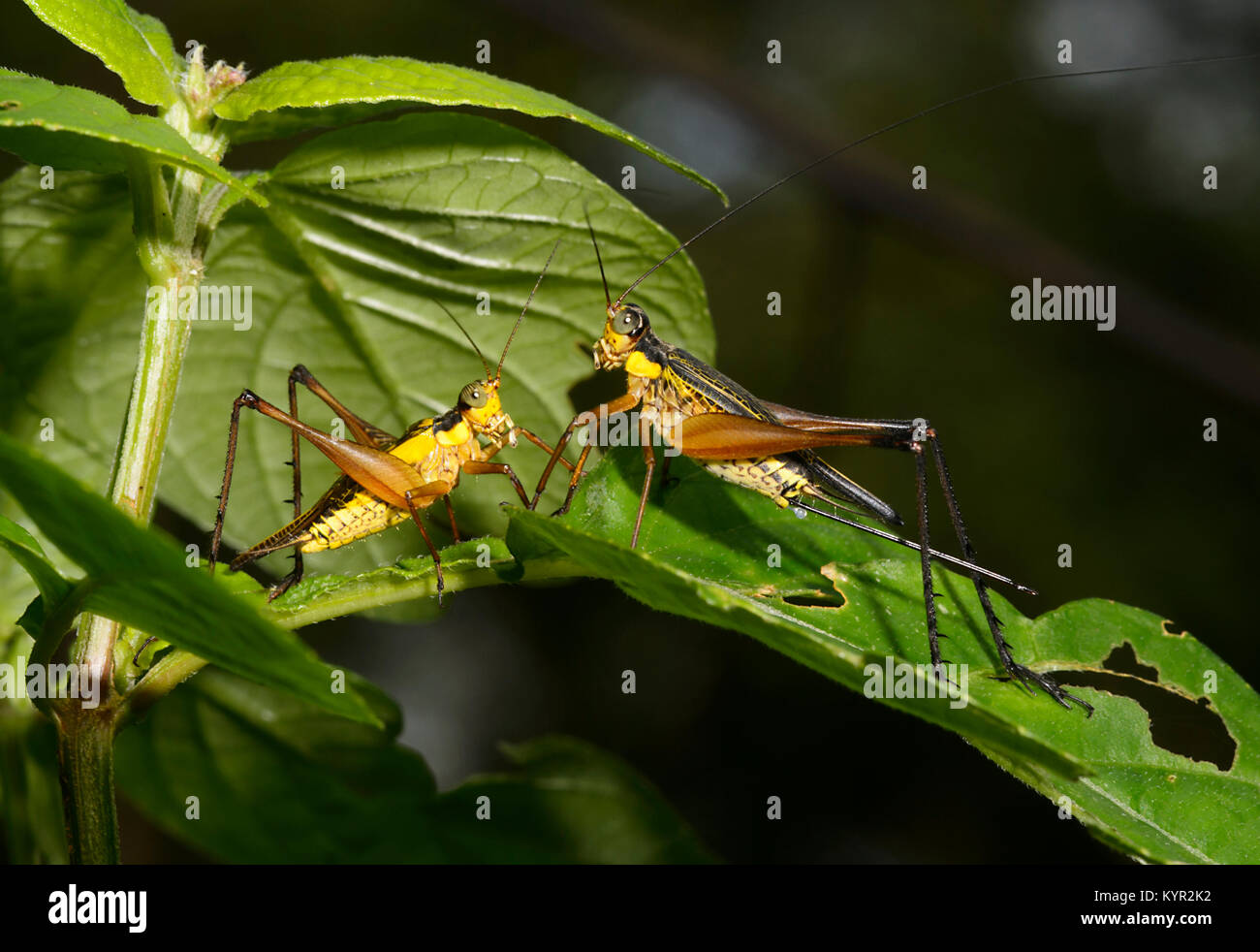 Close-up di due Comuni Bush Grilli (Nisitrus sp.) sul fogliame, Tabin, Borneo, Sabah, Malaysia Foto Stock