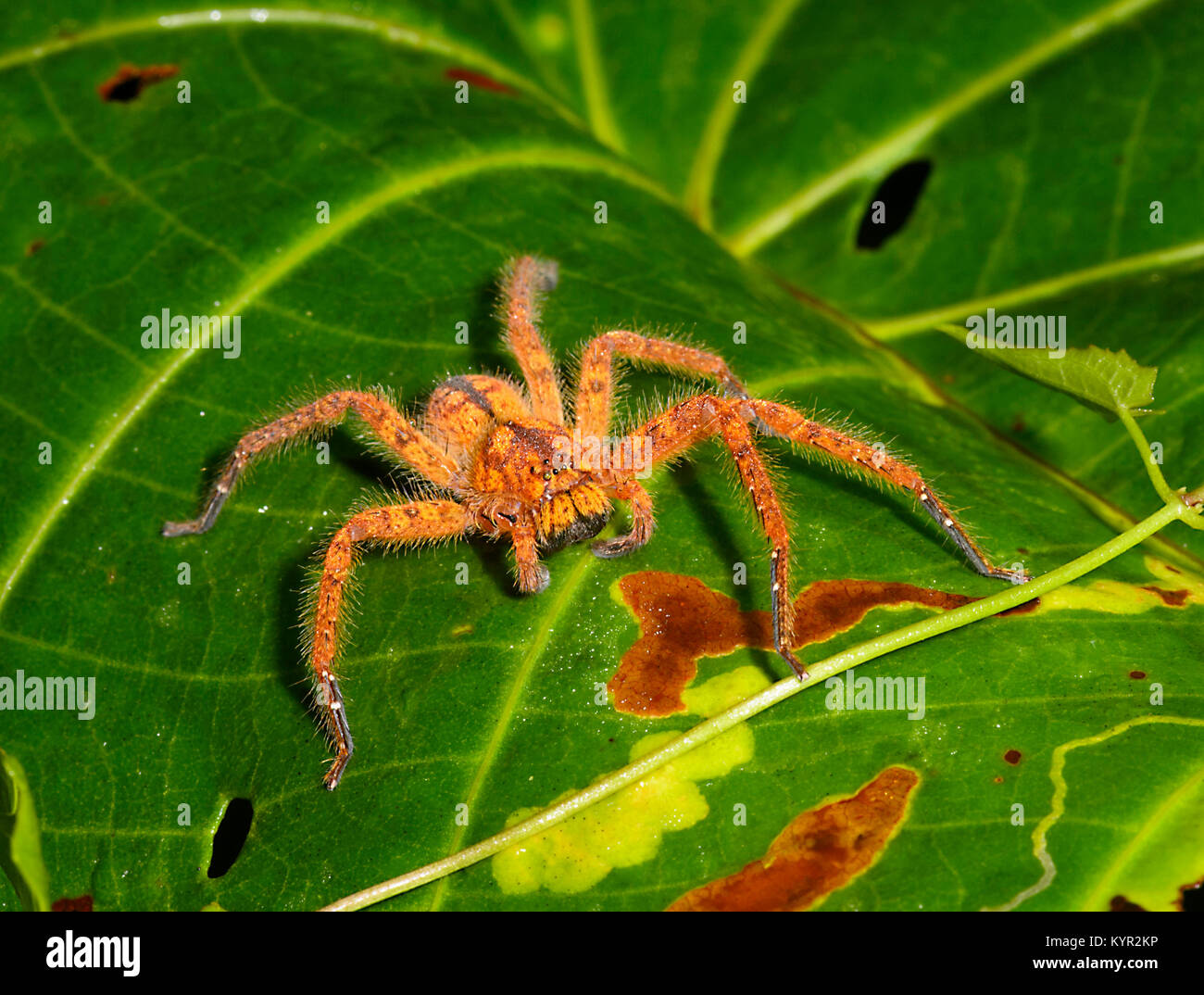 Close-up di David Bowie Huntsman (Heteropoda davidbowie) sul fogliame, Tabin, Borneo, Sabah, Malaysia Foto Stock
