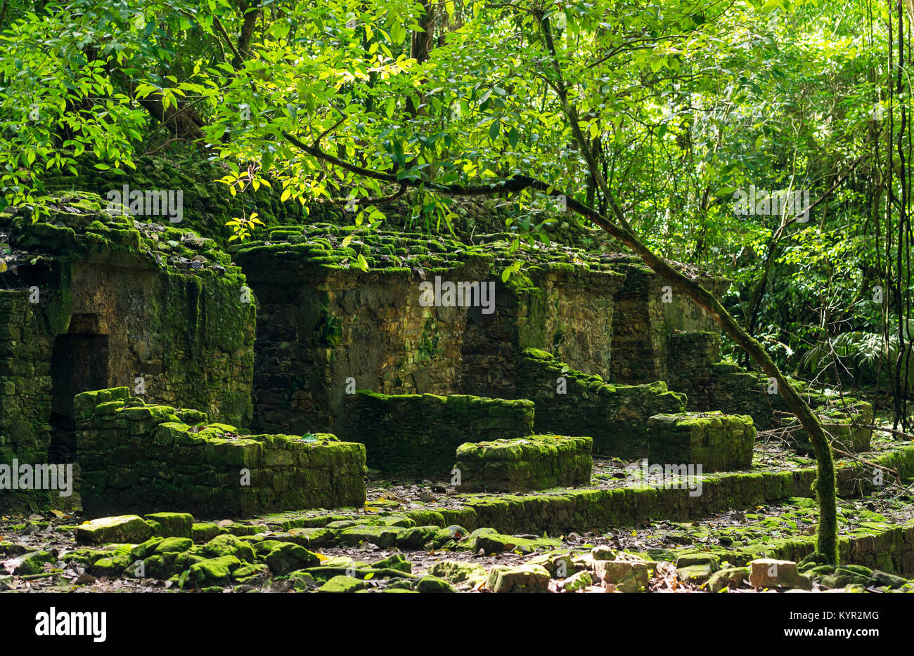 PALENQUE, Messico - 29 novembre: rovine Maya presi in consegna da una lussureggiante giungla sulla Novembre 29, 2016 in Palenque. Palenque è stato dichiarato patrimonio mondiale dall' Foto Stock