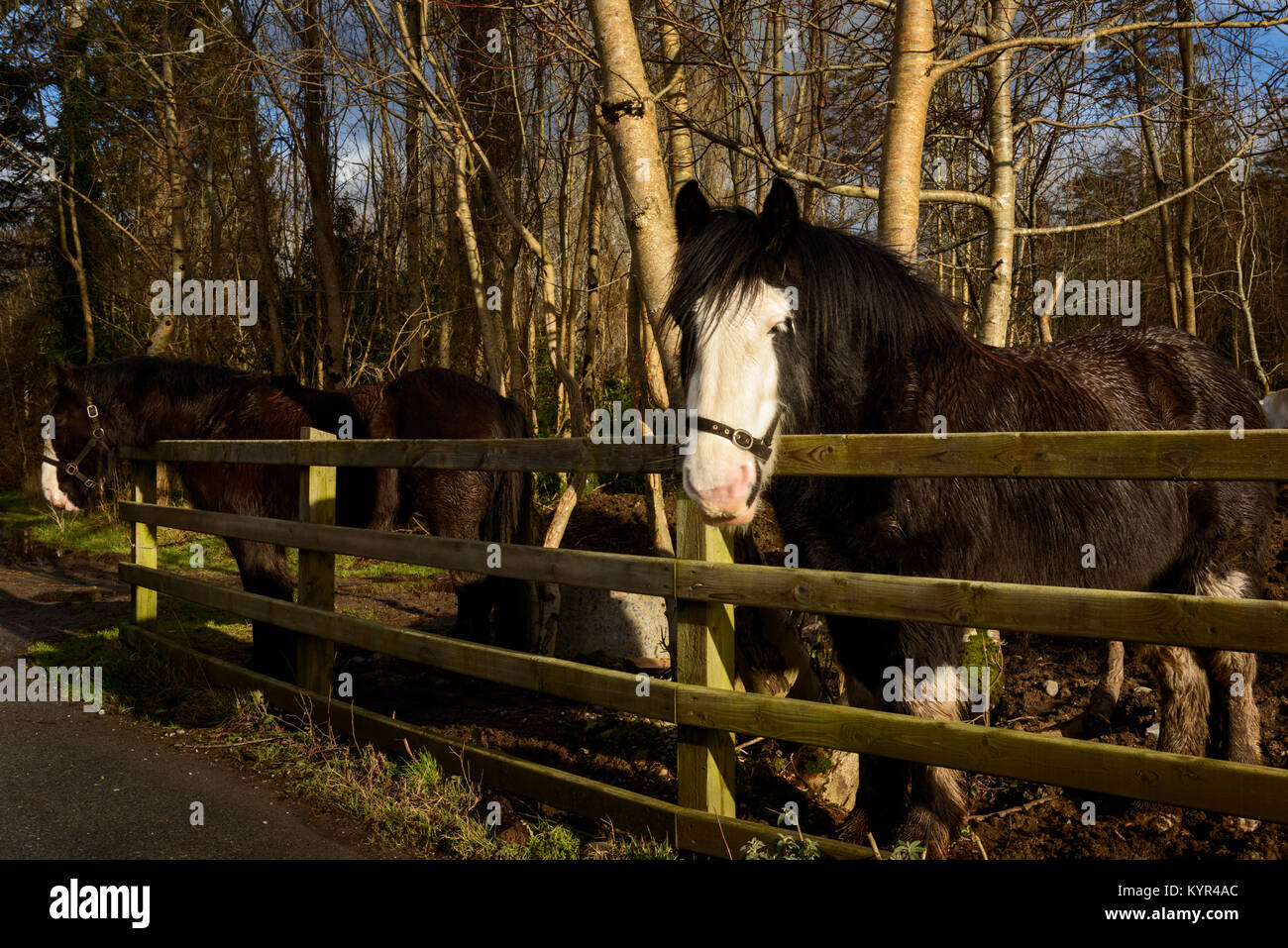 Irlanda cavalli Gipsy Vanner Corse irlandesi da recinto di legno Foto Stock