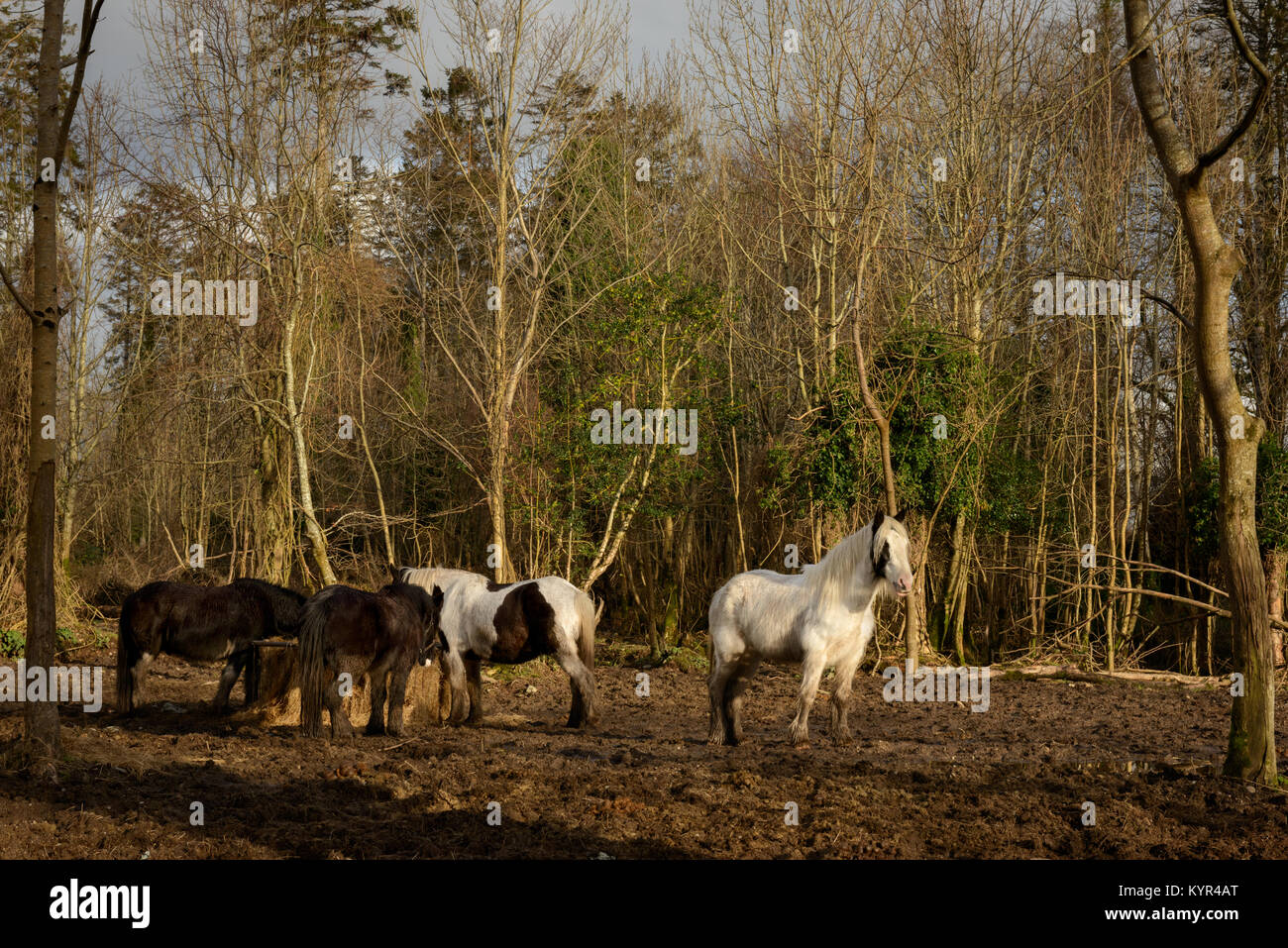 Irlanda cavalli diversi Gipsy Vanner Irish cob cavalli nutrirsi e stare in piedi in un campo fangoso nella soleggiata giornata invernale Foto Stock