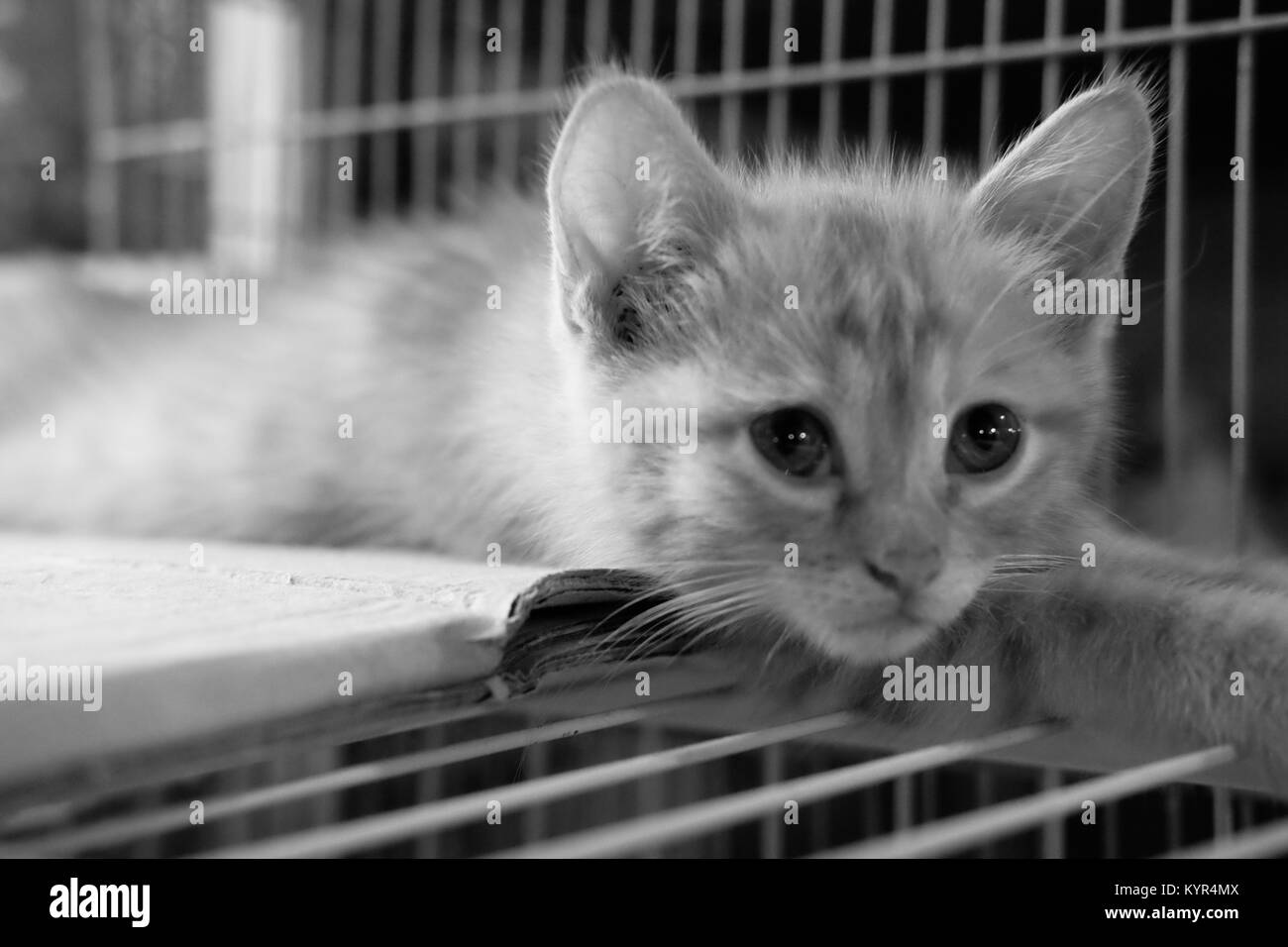 Doha, Qatar lo skyline di Foto Stock