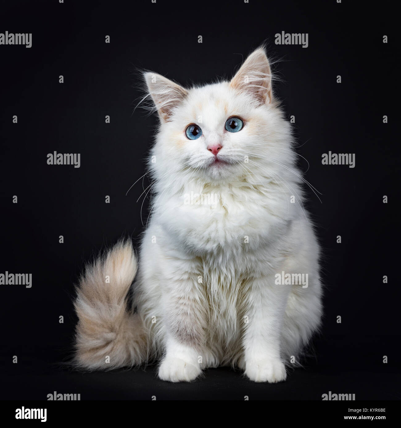 Blue eyed gatto Ragdoll / gattino seduto lateralmente isolati su sfondo nero guardando verso l'alto e con la coda pendente dal bordo Foto Stock