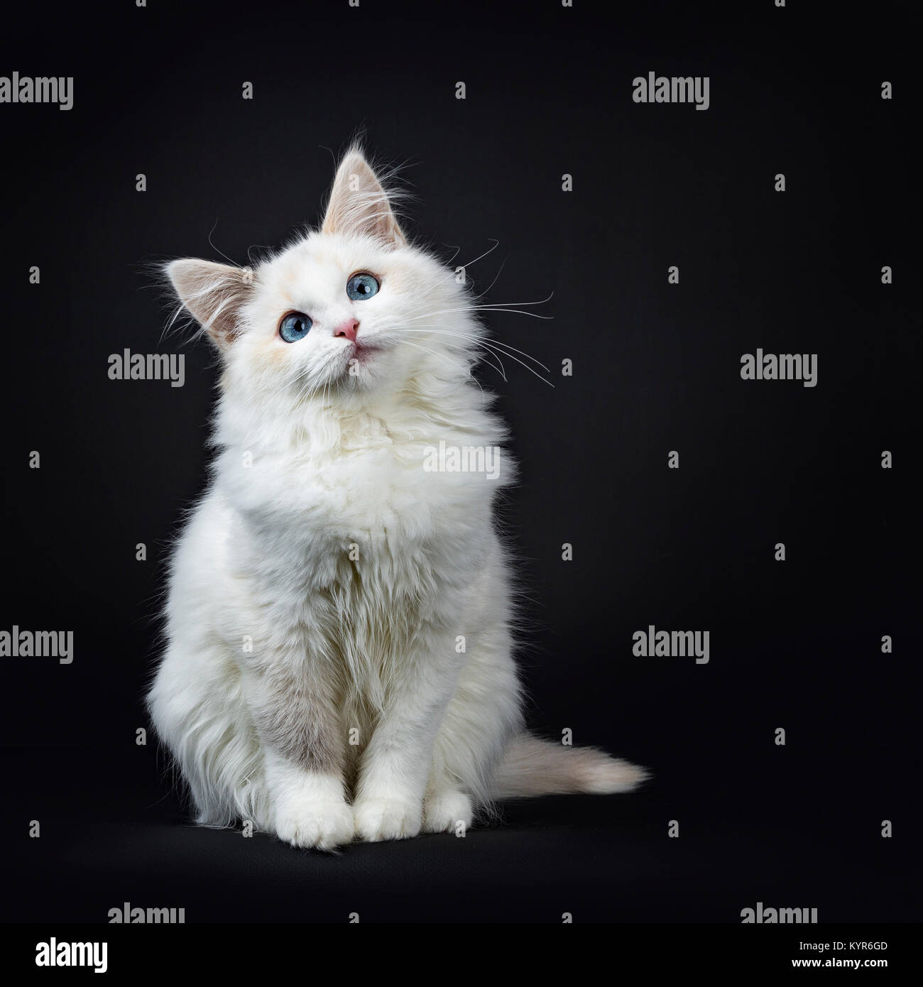 Blue eyed gatto Ragdoll / gattino seduto isolato su sfondo nero cercando molto dolce Foto Stock