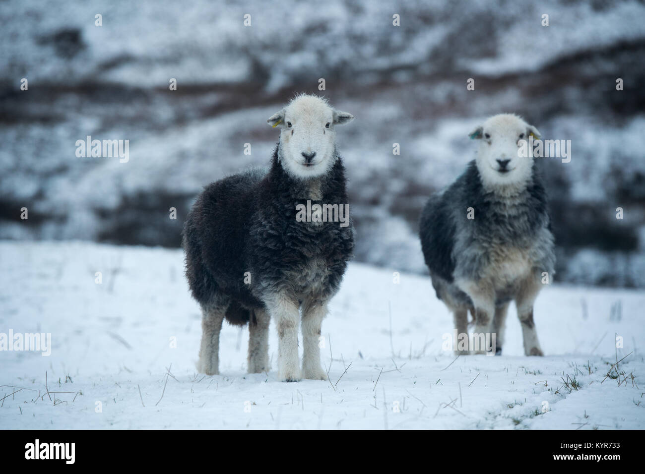 Herdwick pecore, colle tradizionali razza da Cumbria, in caso di neve, Cumbria, Regno Unito Foto Stock