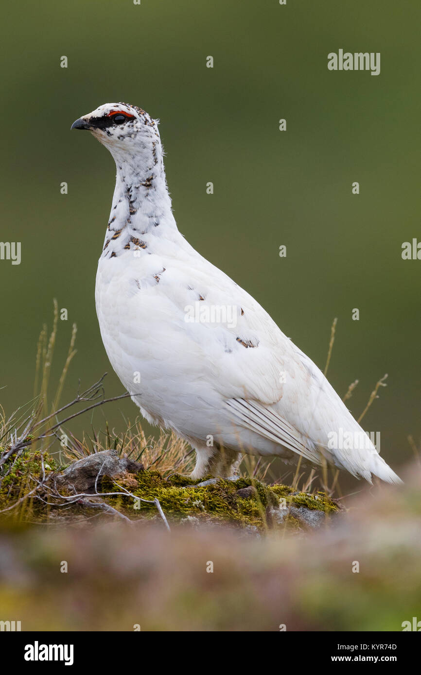 Pernice bianca (Lagopus lagopus islandorum), adulto in quasi completo piumaggio invernale in piedi sul suolo Foto Stock