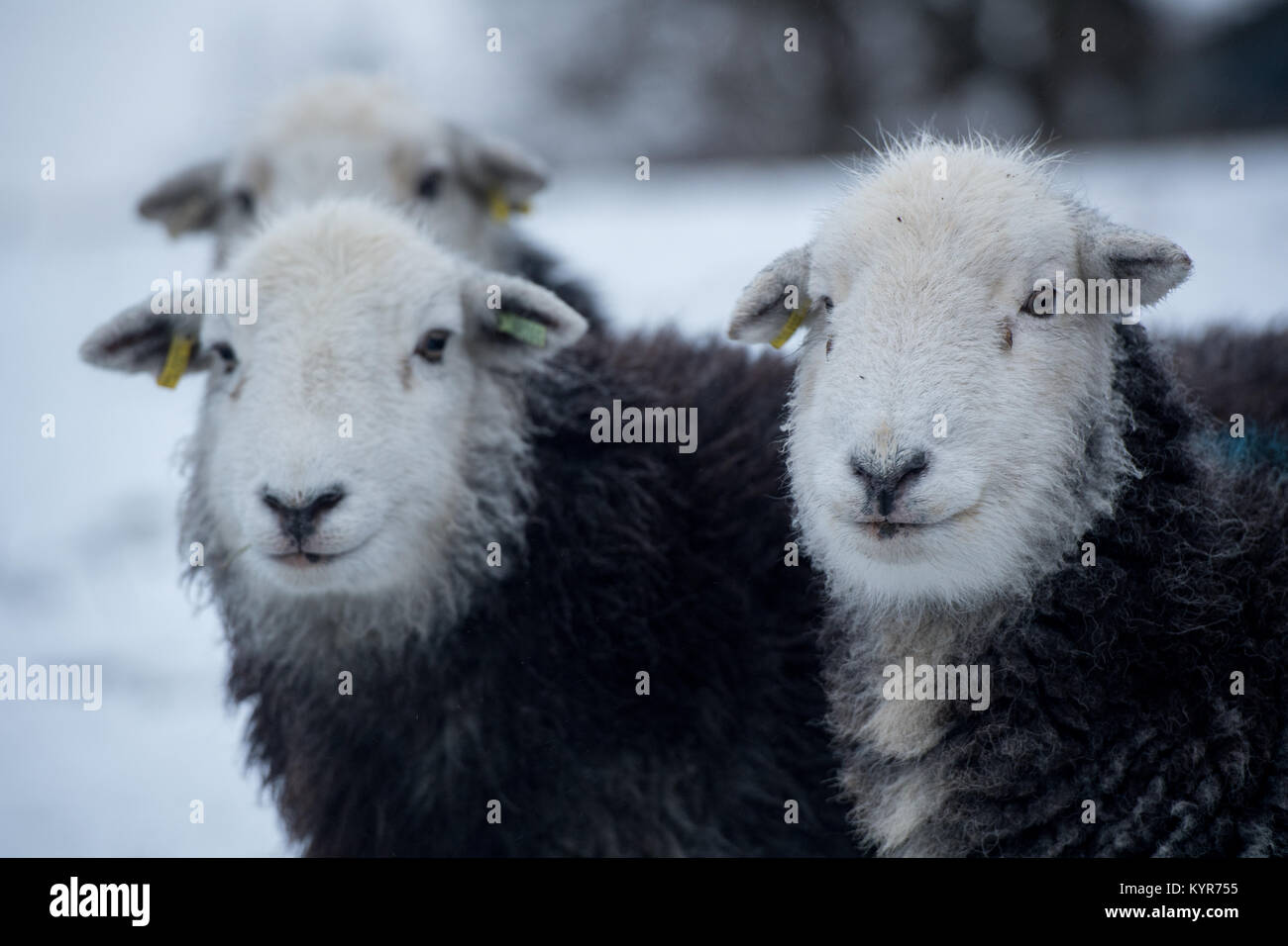 Herdwick pecore, colle tradizionali razza da Cumbria, in caso di neve, Cumbria, Regno Unito Foto Stock