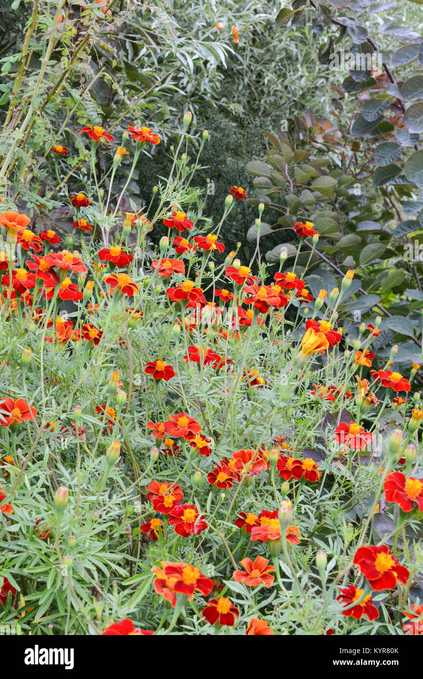 Tagetes cinabro - African calendula cinabro Foto Stock