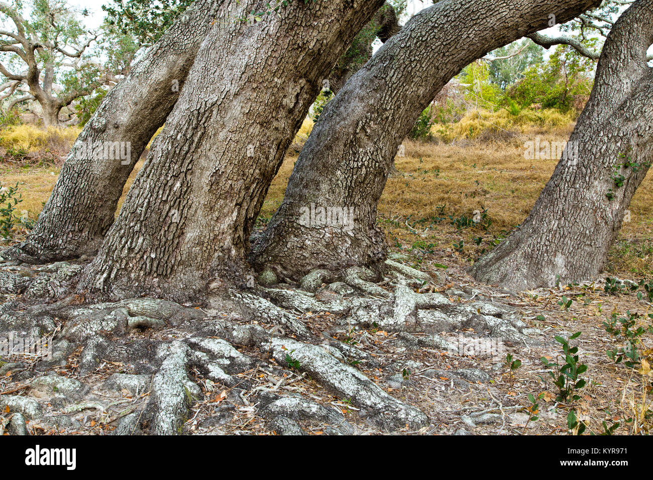 Grove of Coastal Live Oak Trees che mostra radici esposte 'Quercus virginiana' Goose Island state Park. Foto Stock