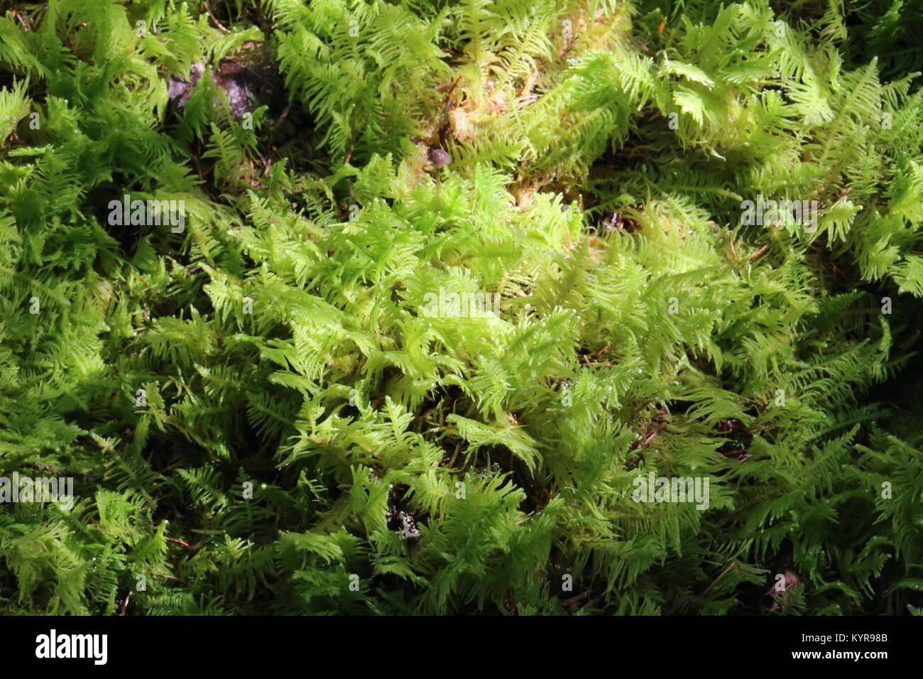 Plume Moss sulla foresta boreale piano [Ptillum crestato-castrensis] Foto Stock