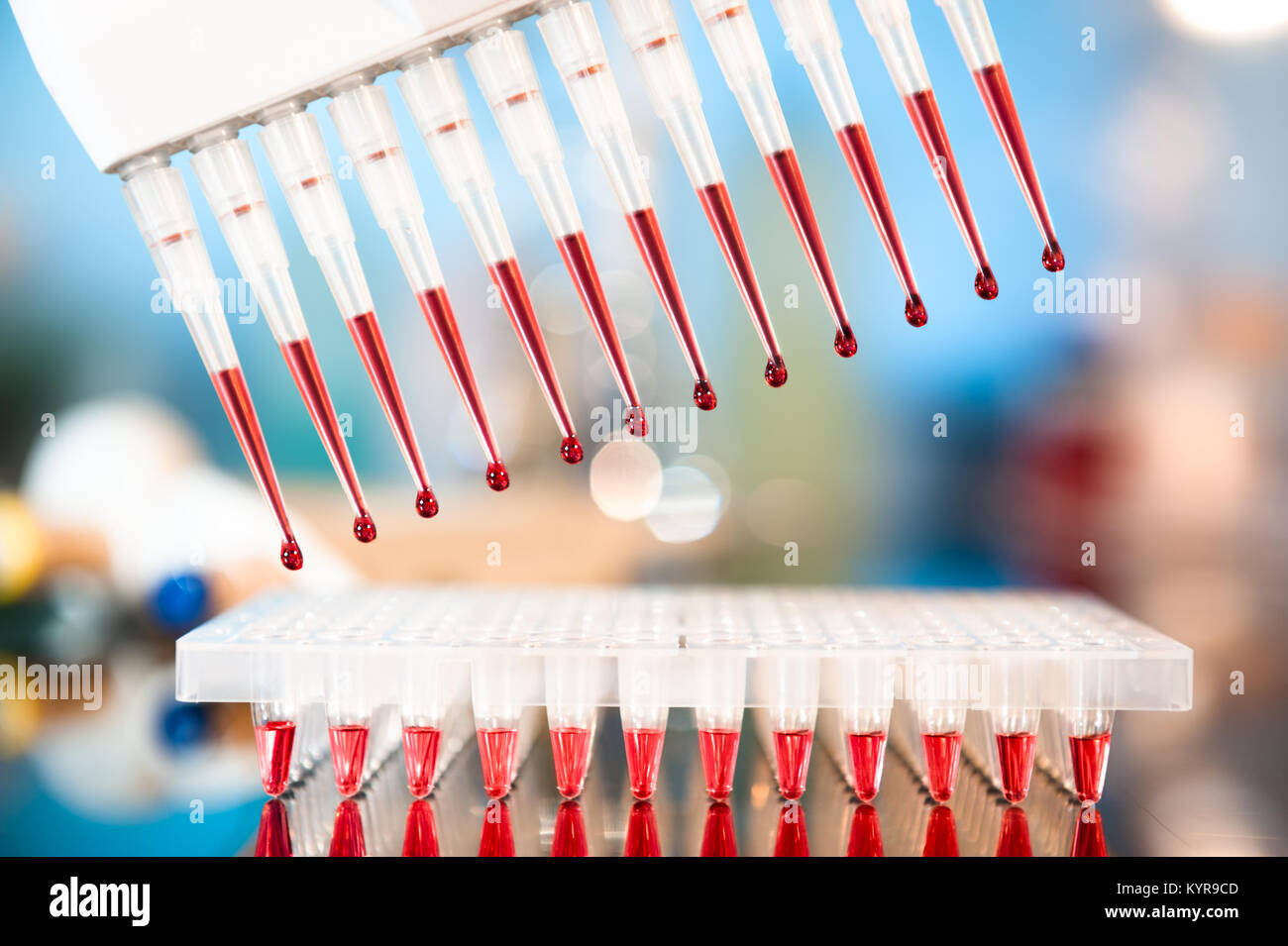 Strumenti per l'amplificazione mediante PCR del DNA: piastra a 96 pozzetti e pipetta automatica Foto Stock