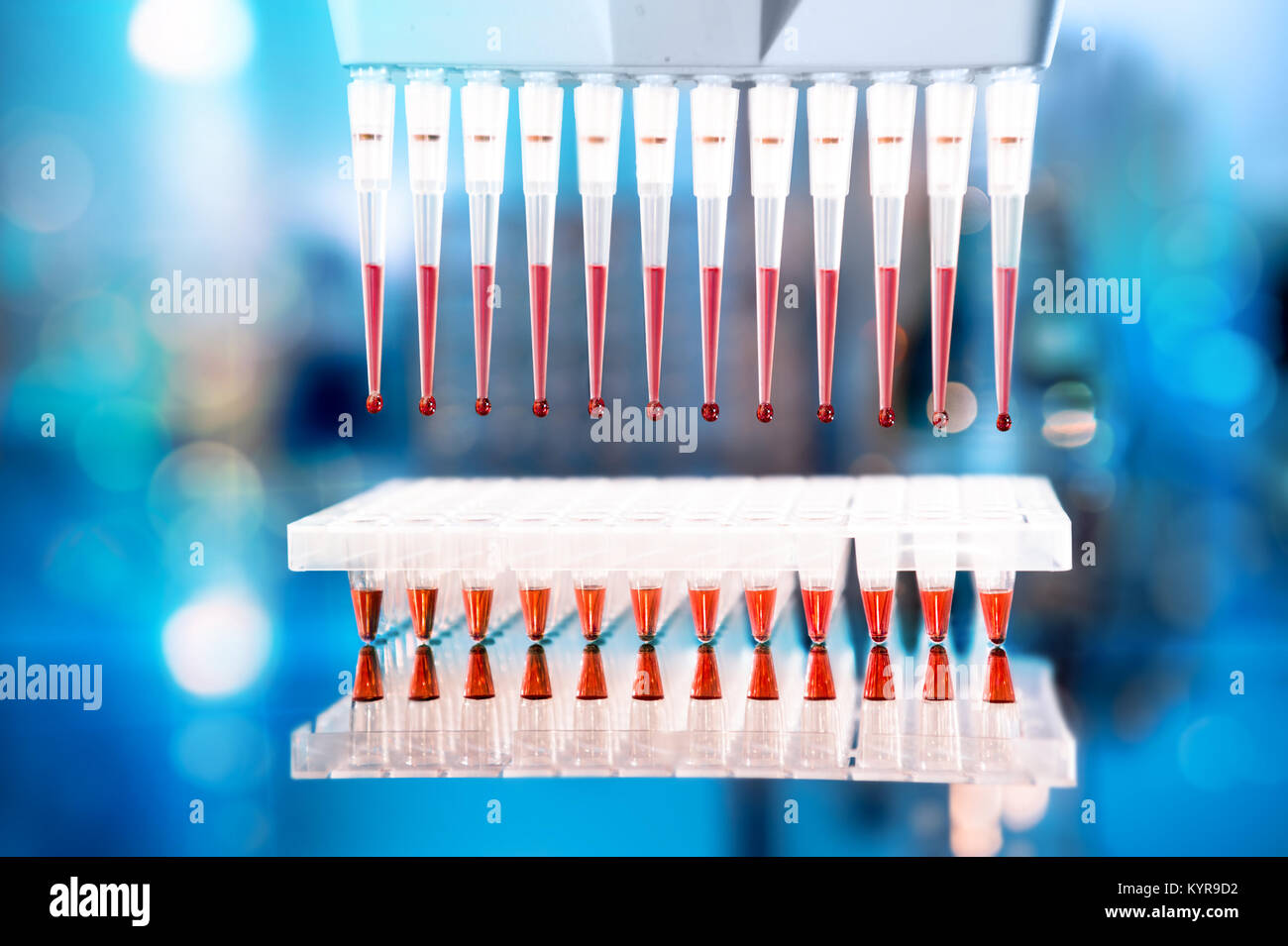 Strumenti per l'amplificazione mediante PCR del DNA: piastra a 96 pozzetti e pipetta automatica Foto Stock