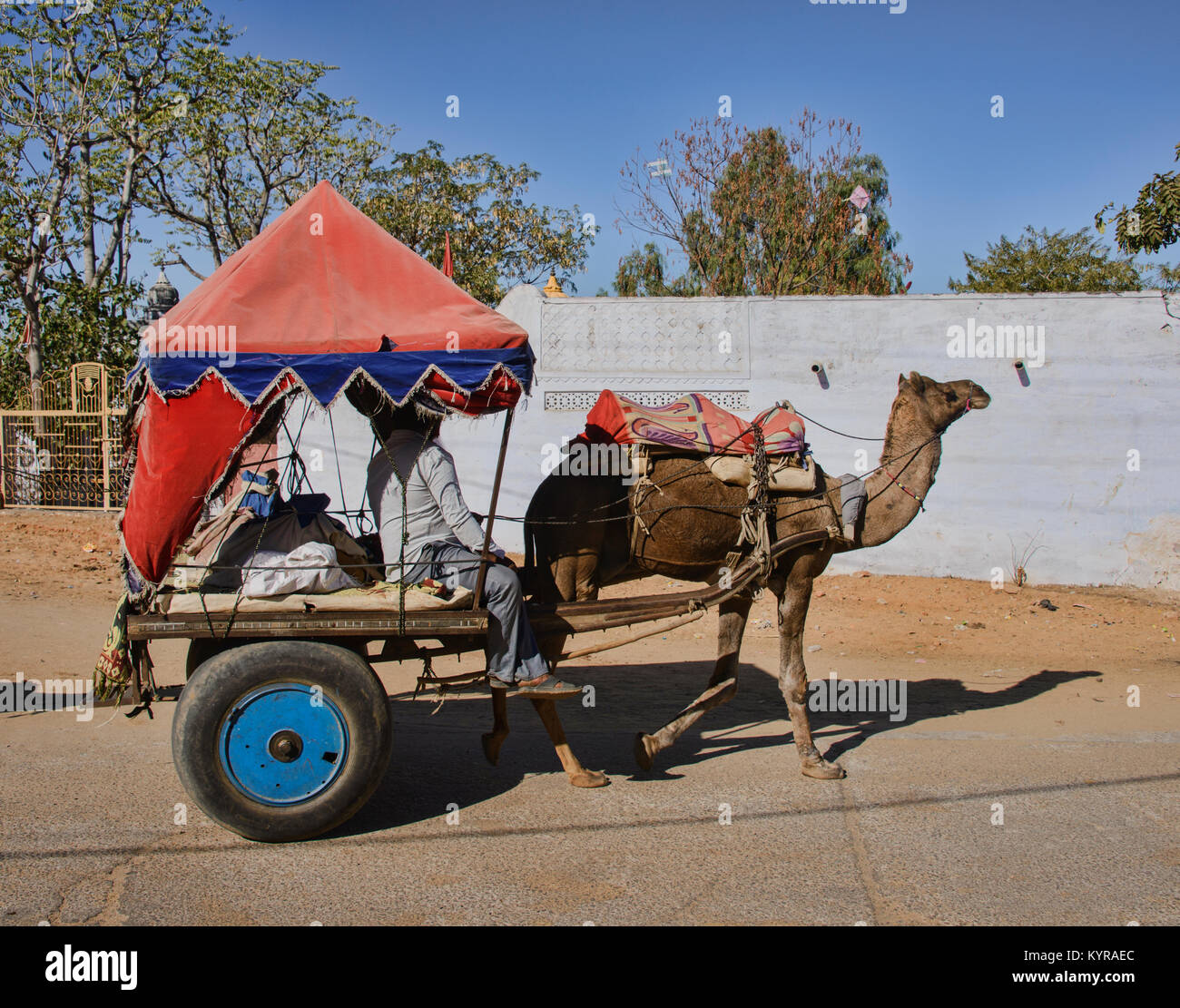 Camel caravan in Pushkar, Rajasthan, Indiana Foto Stock