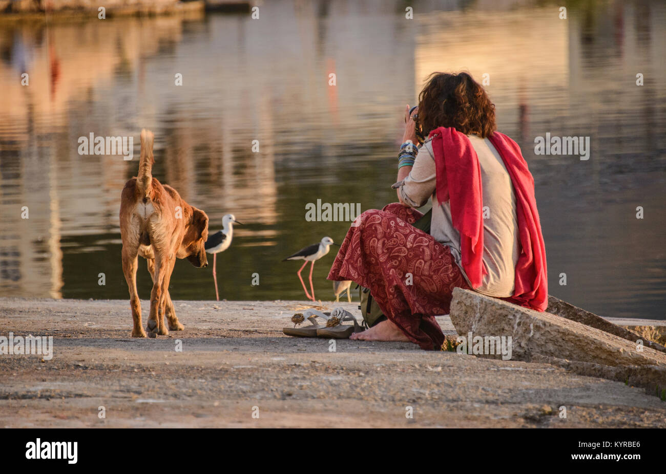 Fotografo e i suoi cani nel Lago di Pushkar, Pushkar, Rajasthan, India Foto Stock