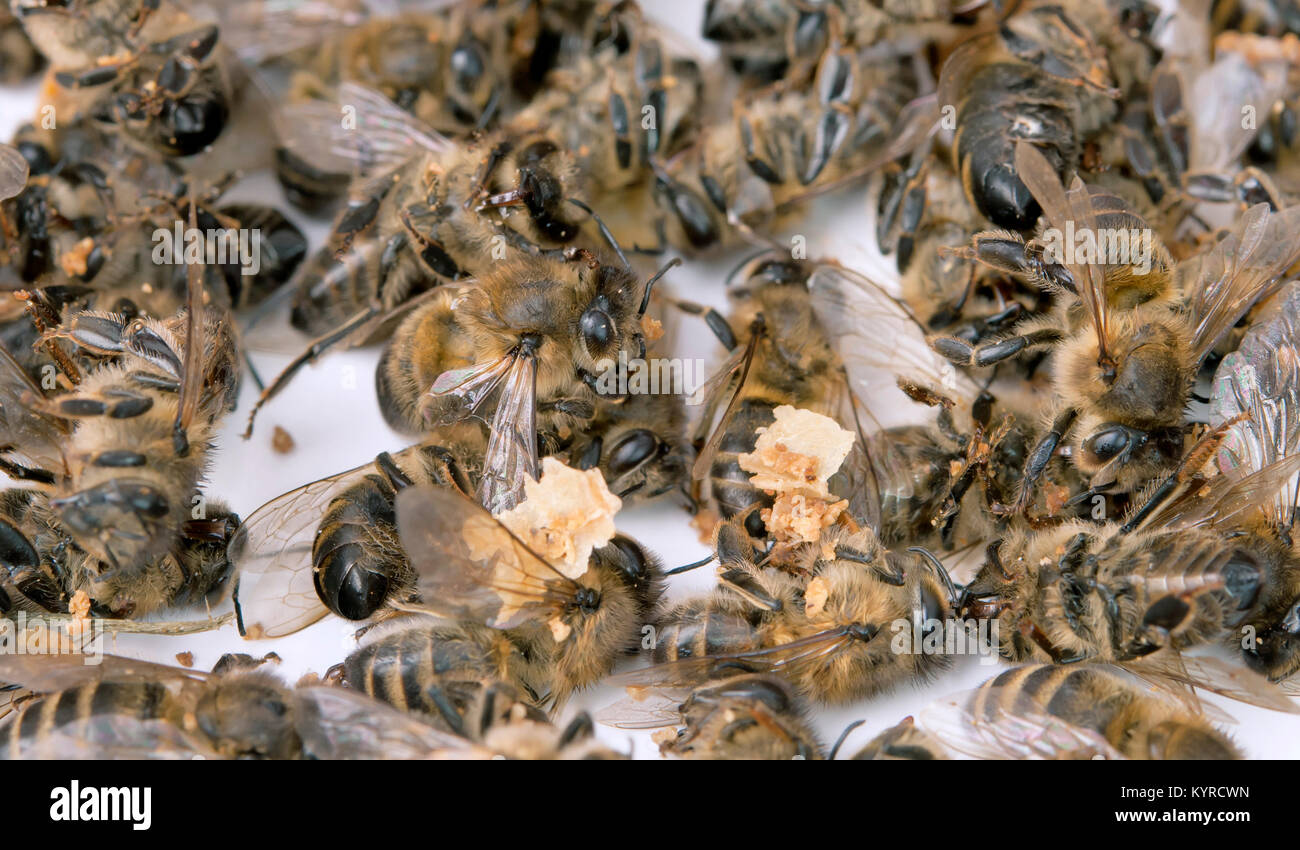 Primo piano gruppo di dead bee isolati su sfondo bianco Foto Stock