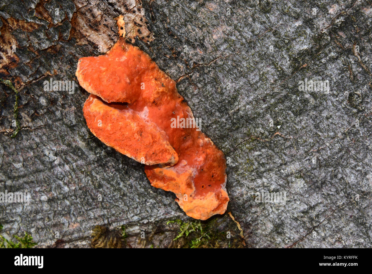 Il cinabro Polyphore (Pycnoporus cinnabarinus), un fungo saprofita Foto Stock
