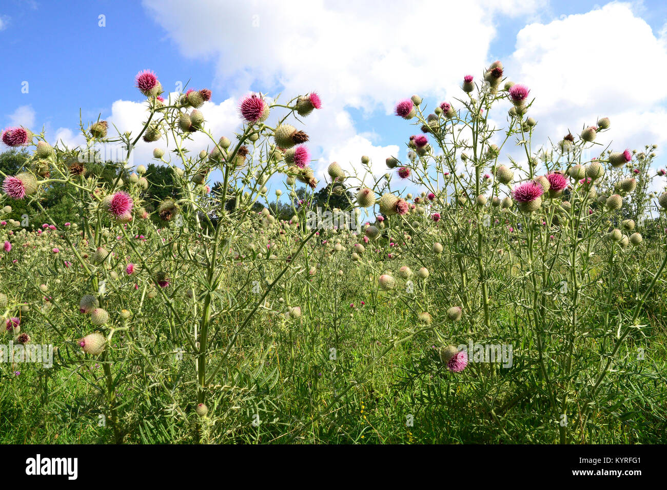Lanosi Thistle (Cirsium eriophorum), fiore Foto Stock