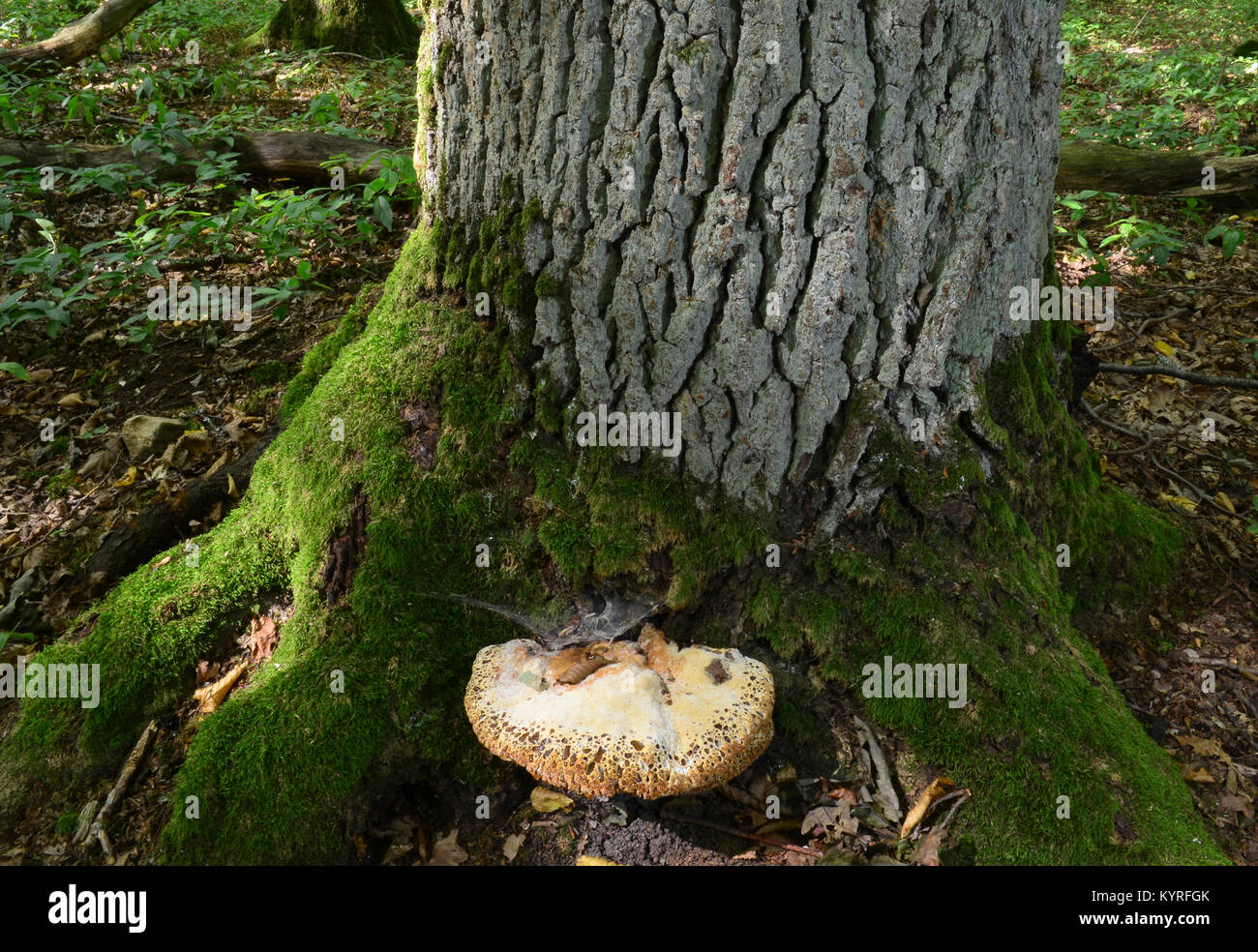 Staffa di quercia, piangendo conk (Inonotus dryadeus) alla base di una vecchia quercia, pianta patogeno distrugge la quercia vivente Foto Stock