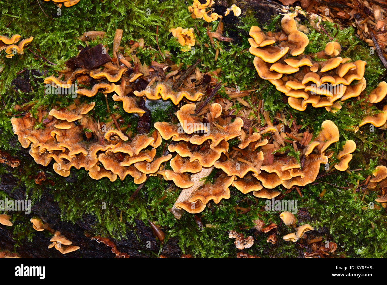 Hairy Stereum (Stereum hirsuitum) impianto fungo patogeno su legno Foto Stock